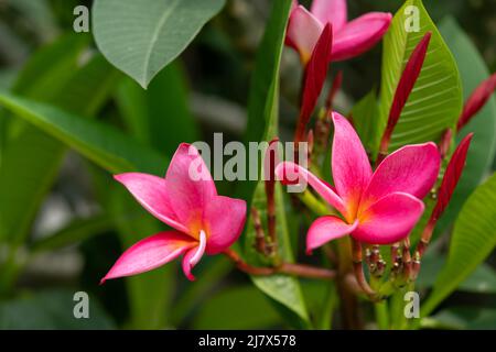 Plumeria rubra Linn en gros plan Banque D'Images