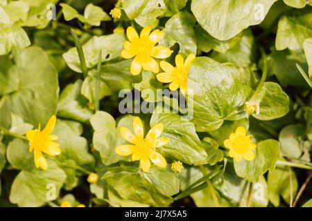 Fleurs de printemps jaunes dans un pré par une journée ensoleillée Banque D'Images