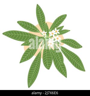 Plumeria feuilles et fleurs simple plat, blanc tropical fleur, vert exotique feuilles illustration vectorielle Illustration de Vecteur