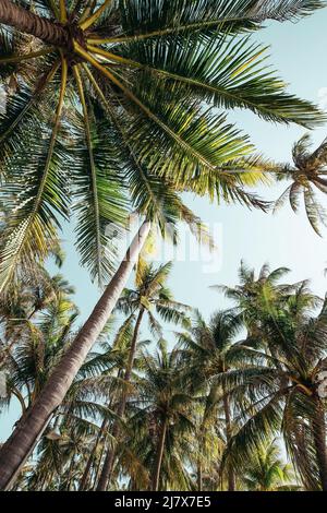 grande photo vers le haut de grands palmiers à noix de coco sur une plage pendant une journée ensoleillée d'été sur une plage à bali indonésie Banque D'Images