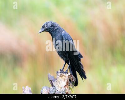 Jackdaw au milieu du printemps au milieu du pays de Galles Banque D'Images