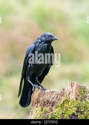 Jackdaw au milieu du printemps au milieu du pays de Galles Banque D'Images