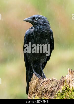 Jackdaw au milieu du printemps au milieu du pays de Galles Banque D'Images