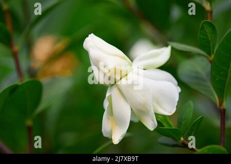 Gros plan gardenia jasminoides fleur bloominng dans le jardin Banque D'Images