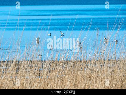 Vue sur la mer du Nord des Wadden depuis la falaise de Morsum sur l'île de Sylt en Allemagne Banque D'Images
