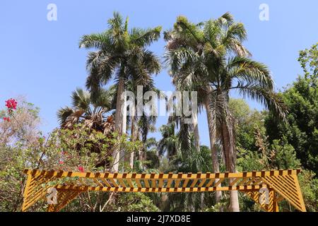 Palmier royal cubain (Roystonea regia) au ciel bleu clair Banque D'Images