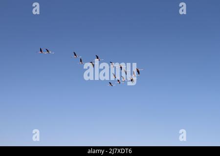 flamingo oiseaux (flamboyance) volant dans le ciel bleu Banque D'Images