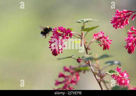 Un bourdon à queue blanche (Bombus lucorum) en vol à l'approche des fleurs cramoisi sur un Currant florissant (Ribes Sanguineum) Banque D'Images