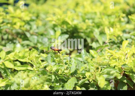 Abeille volante verte jeunes feuilles de betterave poussant dans les feuilles de betterave de jardin en gros plan Banque D'Images