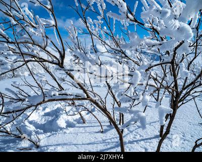 Neige blanche immaculée sur les branches d'un jeune arbre Banque D'Images