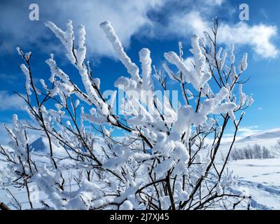 Neige blanche immaculée sur les branches d'un jeune arbre Banque D'Images