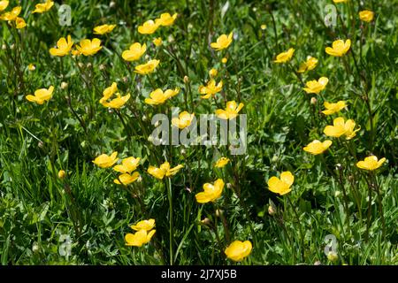 Buttercups, fleurs sauvages jaunes, floraison dans un pré humide en mai, Hampshire, Angleterre, Royaume-Uni Banque D'Images