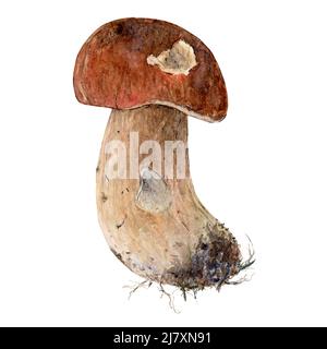 Boletus edulis champignon avec chapeau brun cep, porcini, grand boléte, penny bun Banque D'Images