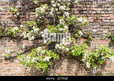 Vieux arbre fruitier formé sur un mur Banque D'Images