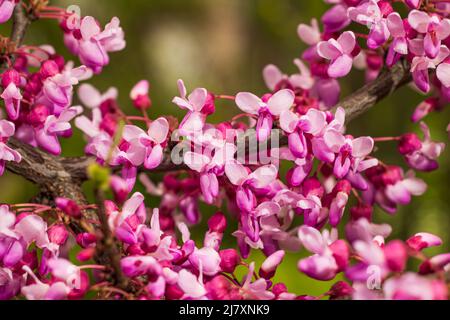 Fleurs roses arbre cerci gros plan dans la nature Banque D'Images