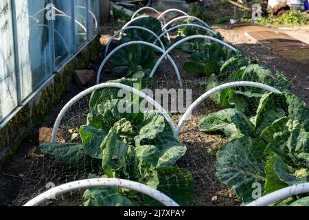 Des rangées de jeunes choux sont cultivés dans un jardin à la maison. Ils sont couverts par des filets pour les protéger des ravageurs comme les limaces et les oiseaux Banque D'Images