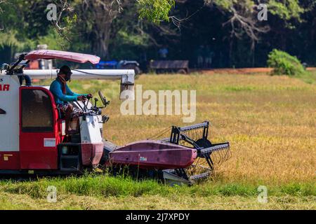 la récolteuse de riz mécanique est en marche et traverse un champ de riz au sri lanka Banque D'Images