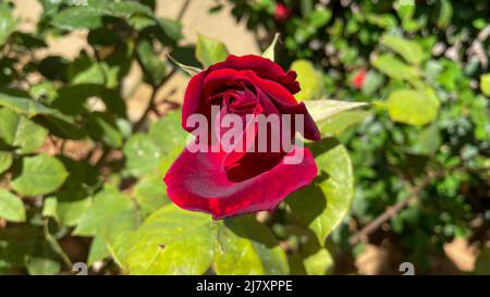 Macro photo d'une rose rouge unique buisson floraison au soleil, gros plan image de rose rouge bourgeons avec fond vert flou, fond d'écran HD 16:9 Banque D'Images