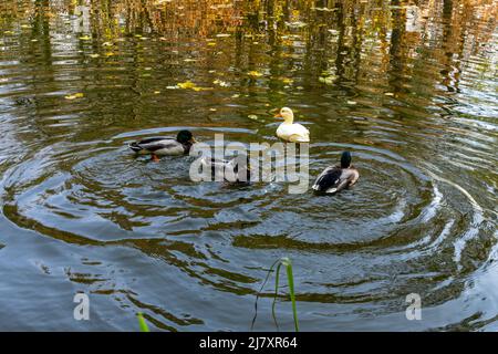 Canards sur un étang en automne avec des feuilles flottant sur l'eau. Banque D'Images