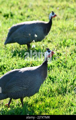 Guineafhibou marchant dans les champs Port Issac Cornwall Angleterre royaume-uni Banque D'Images