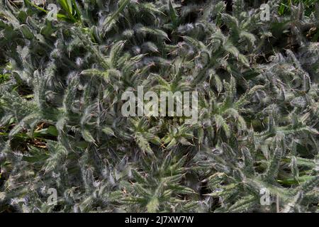 Rosette de chardon à lait (Silybum marianum), Lindau, Schleswig-Holstein, Allemagne Banque D'Images