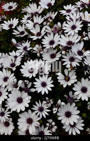 African Daisies (Osteospermum) Flower Port Issac Cornwall Angleterre royaume-uni Banque D'Images