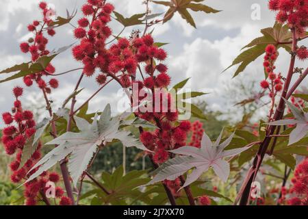 Gros plan de baies rouges à rayons avec de grandes feuilles vertes et des viens rouges sur la feuille Banque D'Images