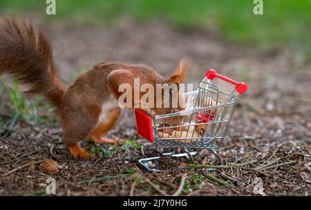 L'écureuil rouge européen met des arachides et des noisettes dans un chariot. Banque D'Images