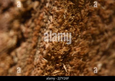 Petites fibres de bois de l'extrémité d'une bûche de bois hachée. Banque D'Images
