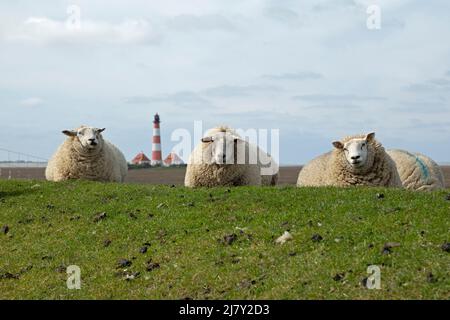 Moutons couchés sur la digue devant le phare Westerhever, péninsule d'Eiderstedt, Schleswig-Holstein, Allemagne Banque D'Images