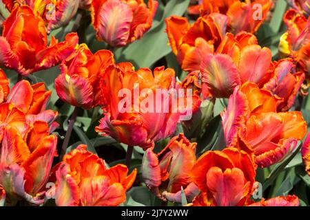 Tulipes 'Blumex' Parrot tulipe fleurs en fleurs Tulipa exposition au printemps Banque D'Images