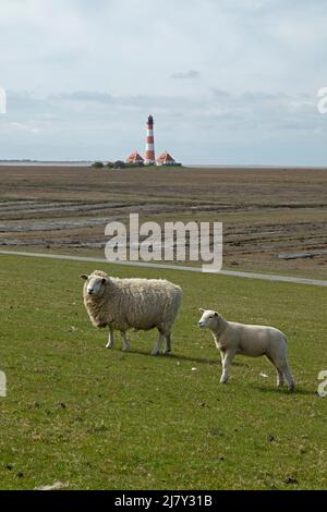 Brebis et agneau naviguant sur la digue en face du phare Westerhever, péninsule d'Eiderstedt, Schleswig-Holstein, Allemagne Banque D'Images