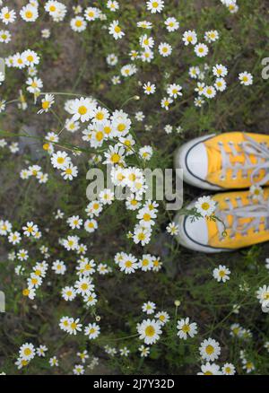 baskets jaunes pour jeunes, parmi les fleurs de pâquerettes de forêt. marchez dans le plaisir, l'harmonie, l'énergie de la nature, la liberté, le style de vie actif. vue d'en haut. st Banque D'Images