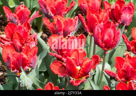 Tulipes 'Rococo' Parrot Tulip, Tulipa Rouge tulipes exposition de fleurs Banque D'Images