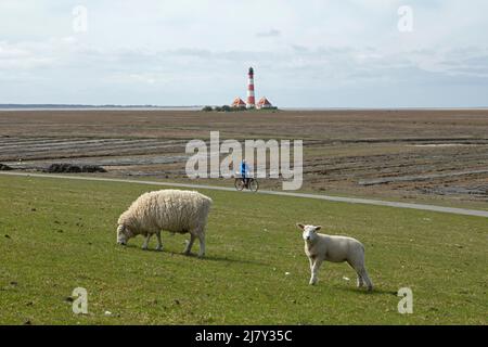 Brebis et agneau naviguant sur la digue en face du phare Westerhever, cycliste, péninsule d'Eiderstedt, Schleswig-Holstein, Allemagne Banque D'Images