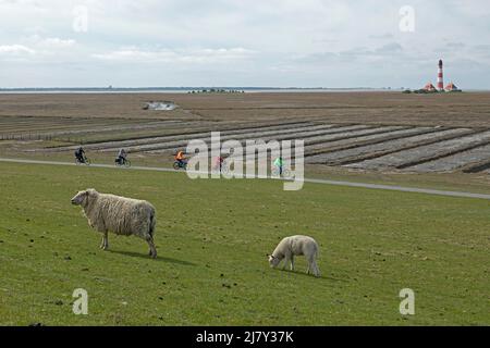 Brebis et agneau naviguant sur la digue en face du phare Westerhever, cycliste, péninsule d'Eiderstedt, Schleswig-Holstein, Allemagne Banque D'Images