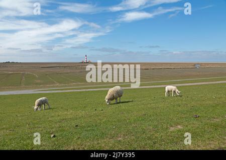 Brebis et agneaux naviguant sur la digue devant le phare Westerhever, péninsule d'Eiderstedt, Schleswig-Holstein, Allemagne Banque D'Images