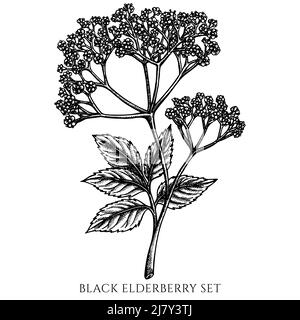 Collection d'illustrations vectorielles vintage de Tea Herbs. Noir et blanc de sureau noir. Illustration de Vecteur