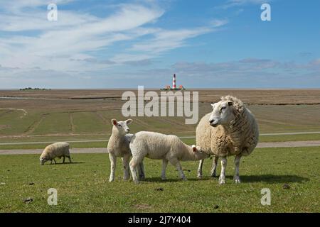 Brebis et agneaux sur la digue devant le phare Westerhever, péninsule d'Eiderstedt, Schleswig-Holstein, Allemagne Banque D'Images