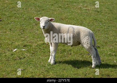 Agneau sur digue, Westerhever, péninsule d'Eiderstedt, Schleswig-Holstein, Allemagne Banque D'Images