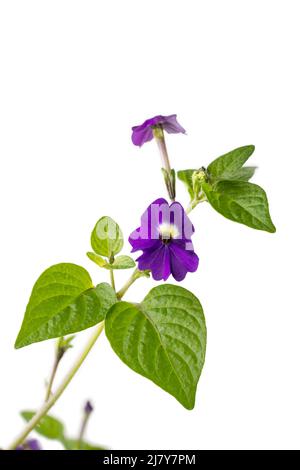 fleur de browallia americana, également connue sous le nom de fleur améthyste ou violette de brousse, vue rapprochée de petites fleurs bleu-violet profond isolées sur fond blanc Banque D'Images