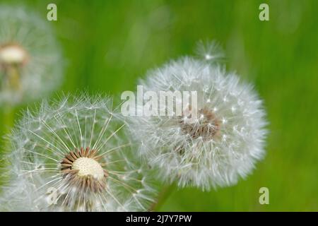 Pissenlits, Taraxacum officinale, pissenlits Banque D'Images