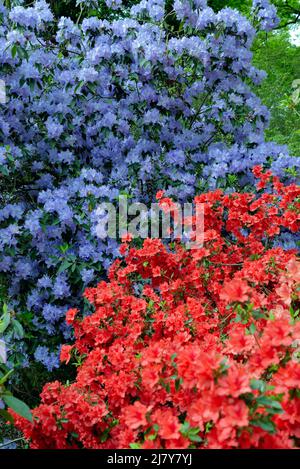 La plantation Isabella avec Azaleas et Rhododendrons en pleine fleur colorée au printemps, Richmond Park Greater London Angleterre Banque D'Images