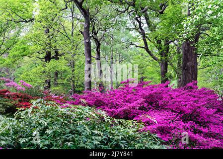 La plantation Isabella avec Azaleas et Rhododendrons en pleine fleur colorée au printemps, Richmond Park Greater London Angleterre Banque D'Images