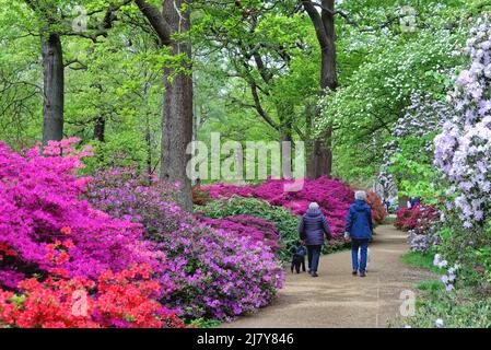 La plantation Isabella avec Azaleas et Rhododendrons en pleine fleur colorée au printemps, Richmond Park Greater London Angleterre Banque D'Images