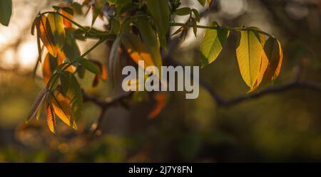 Feuilles de noyer vert orangé contre un coucher de soleil orange. Belle lueur Banque D'Images