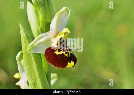 Ophrys holosericea, l'orchidée araignée tardive Banque D'Images