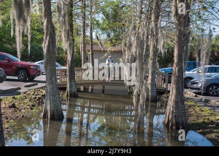 Perkins Restaurant à Gainesville, Floride, a un mini-marais au milieu de leur parking, avec des cyprès. Banque D'Images