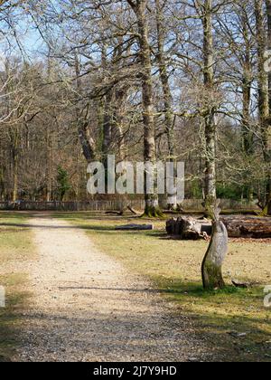 Sentier menant au chêne de Knightwood, également connu sous le nom de « Reine de la forêt » et âgé de plus de 500 ans. New Forest, Hampshire, Royaume-Uni Banque D'Images