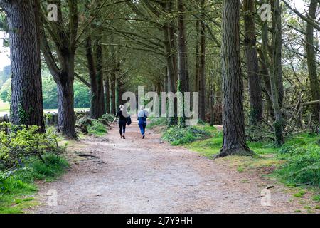 Tehidy, parc régional de Tehidy, 11th mai 2022, des gens pour une promenade dans le parc régional de Tehidy à Cornwall. Le soleil est apparu cet après-midi après de fortes pluies et des vents de pluie ce matin.Credit Keith Larby/Alamy Live News Banque D'Images